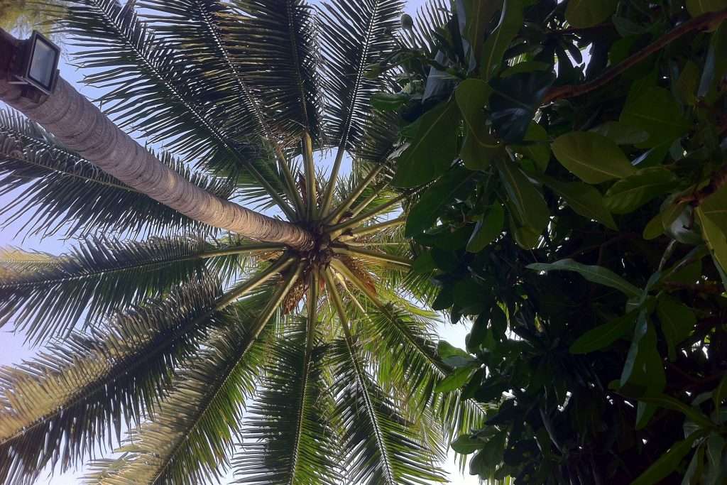 Palme aus Froschperspektive