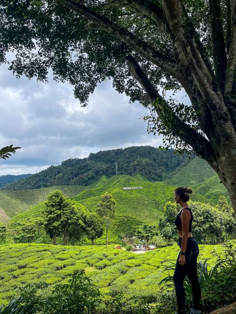 Cameron Highlands Teeplantagen