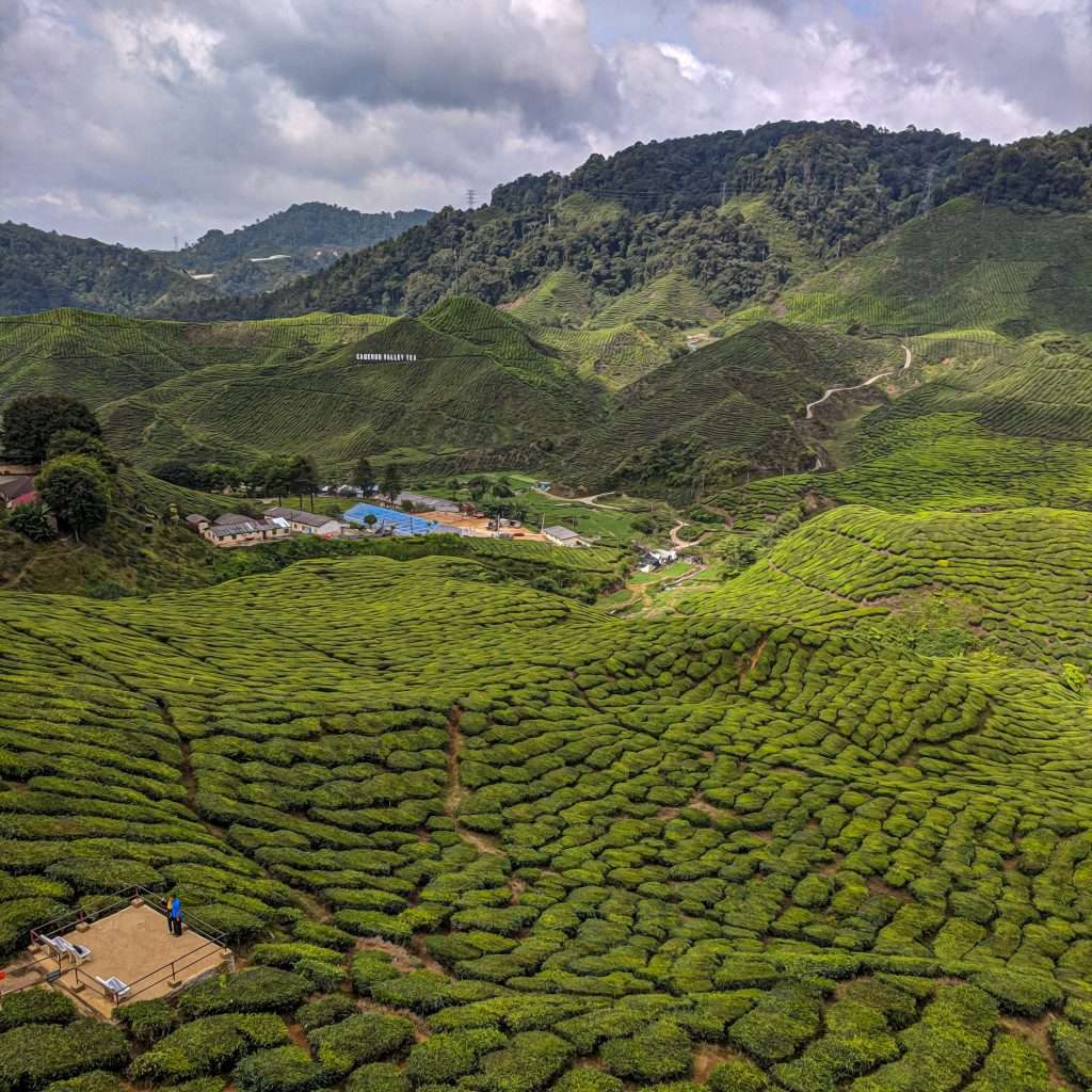 Tea Plantation