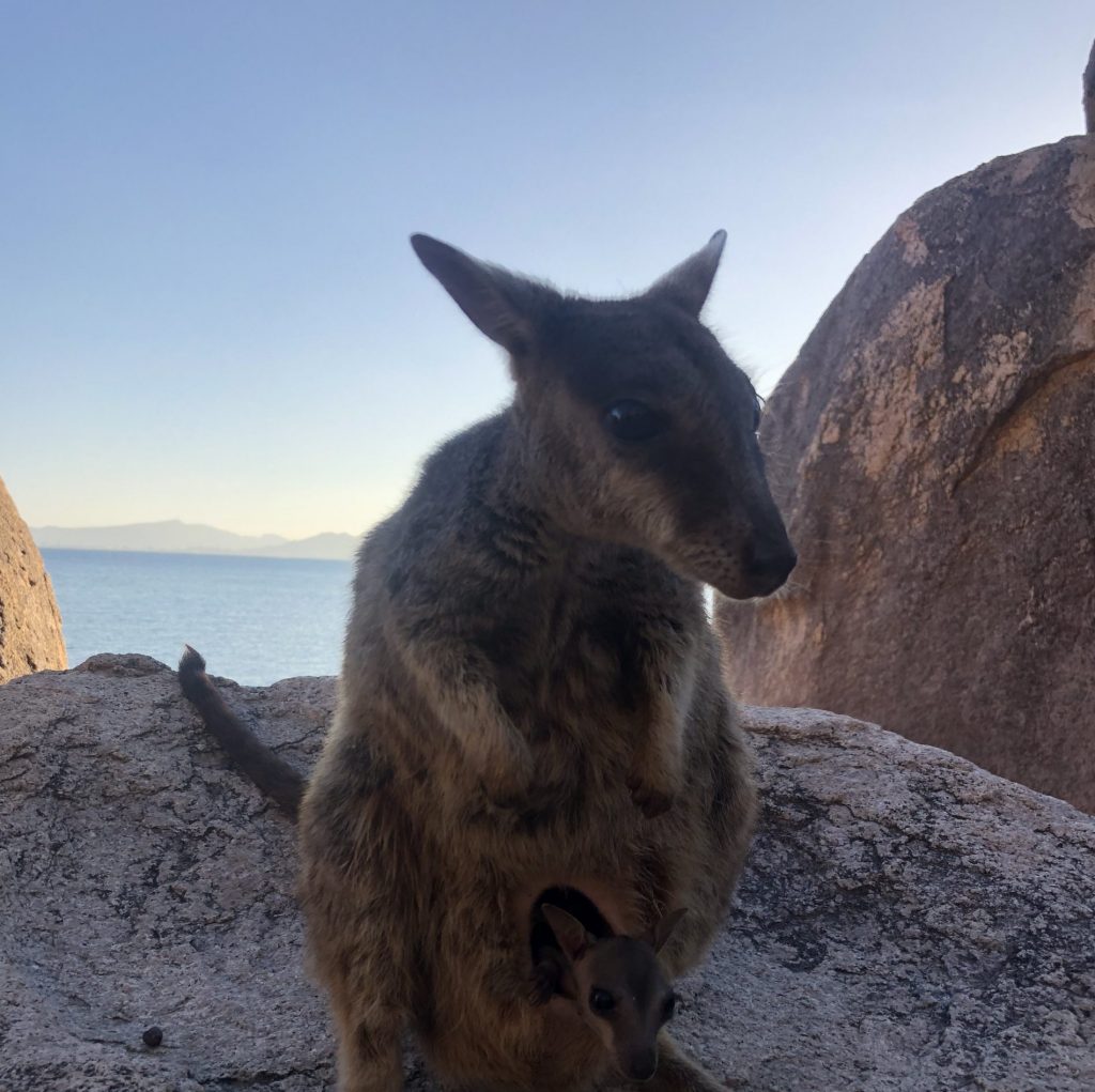 Rock-Wallaby am Alma Bay